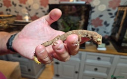 Gecko reptiles for sale: Pair of Northern Spiny tailed geckos and setup - Image 8