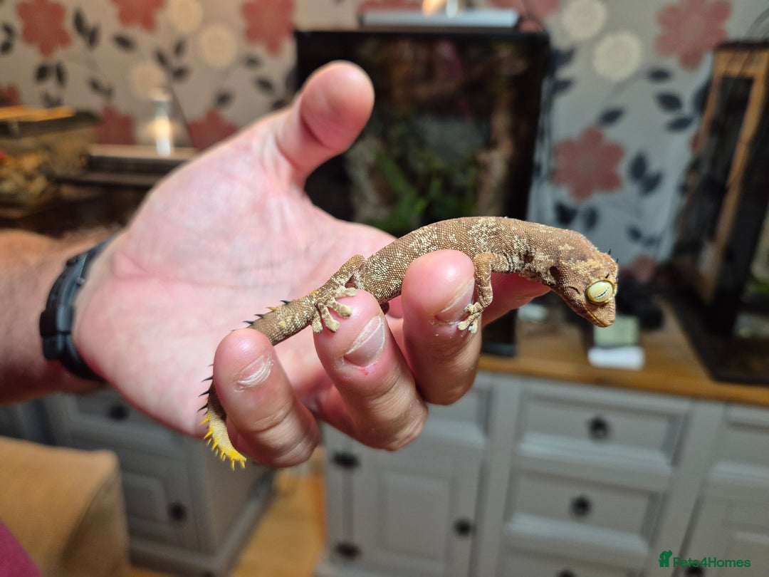 Gecko reptiles for sale: Pair of Northern Spiny tailed geckos and setup - Image 8