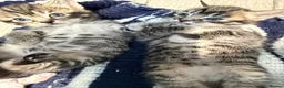 Domestic Shorthair cats for sale: Playful Tabby Kittens Ready - Advert 14