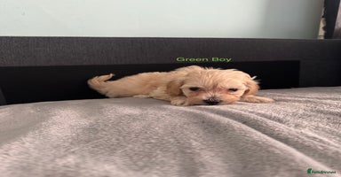 Maltipoo dogs - Advert 15