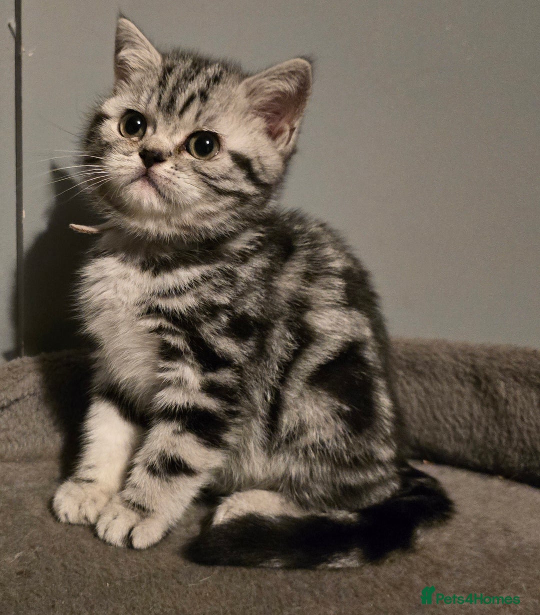 British Shorthair cats for sale: Beautiful bsh silver tabby kitten - Advert 13