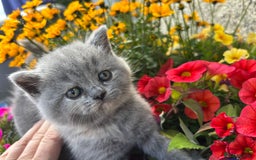 British Shorthair cats for sale: 🌟GCCF Registered Kittens, Ready 21st August🌟 in Abergavenny - Image 12