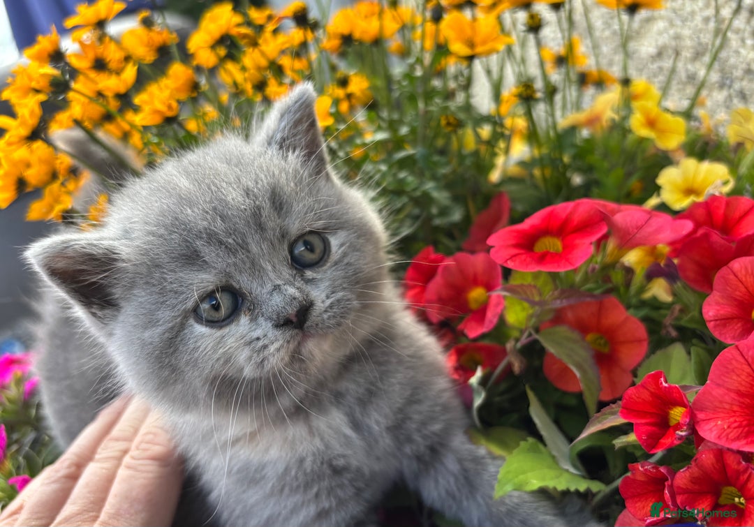 British Shorthair cats for sale: 🌟GCCF Registered Kittens, Ready 21st August🌟 in Abergavenny - Image 12