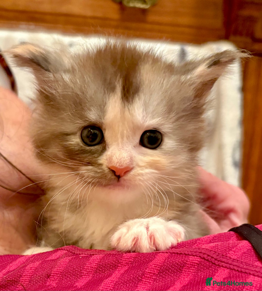 Maine Coon cats for sale: 6th Gen GCCF Pedigree Maine Coon Kitten - Advert 1