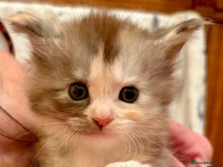 Maine Coon cats 6th Gen GCCF Pedigree Maine Coon Kitten - Advert 9