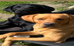 Labrador Retriever dogs for sale: KC Labrador pups - Image 4