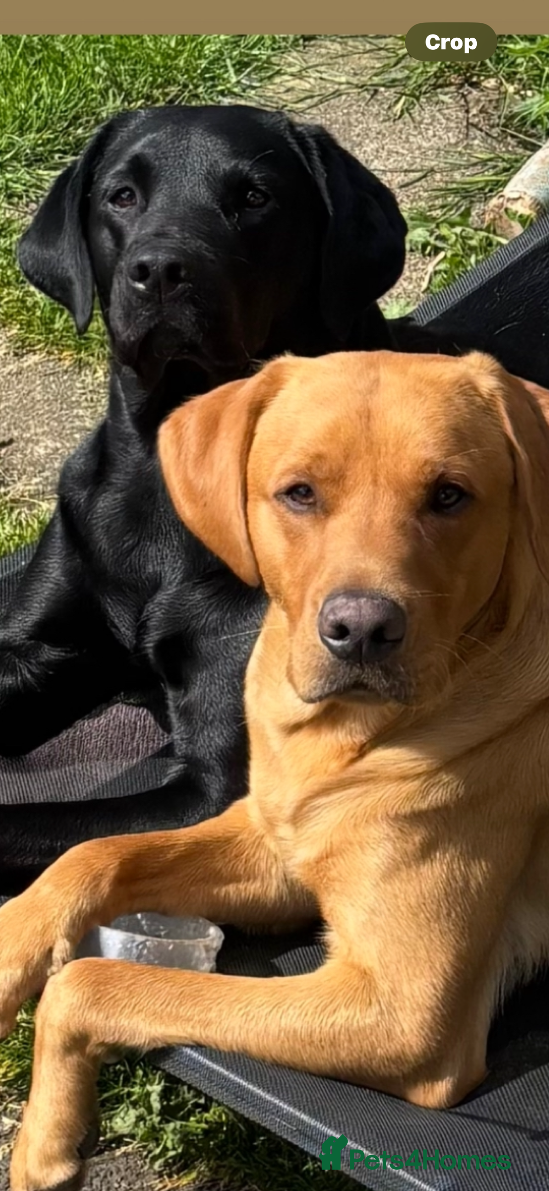 Labrador Retriever dogs for sale: KC Labrador pups - Image 4
