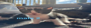 Biter