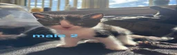 Mixed Breed cats for sale: kittens for sale! - Advert 6