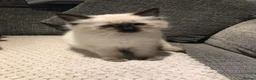Ragdoll cats for sale: Beautiful Ragdoll kitties - Advert 6