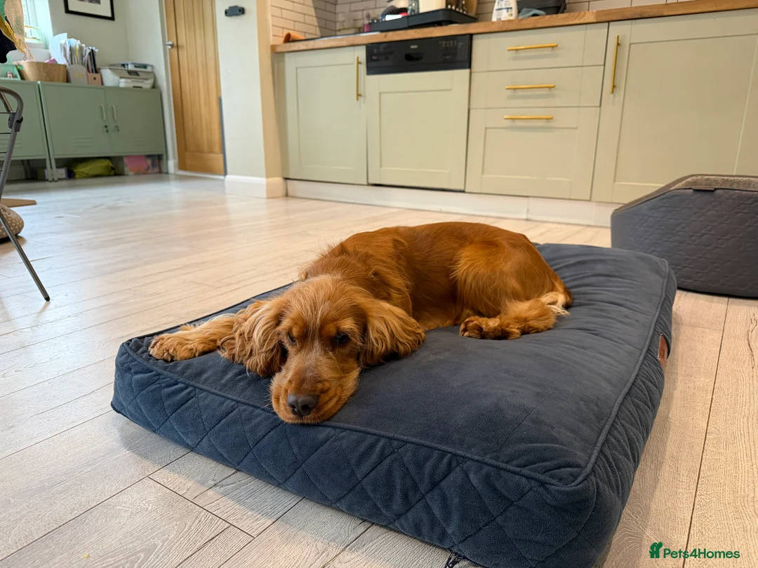Cocker Spaniel dogs for sale: Golden Show Cocker Spaniel - Male - 18 months - Advert 8