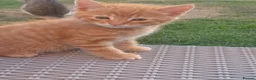 Mixed Breed cats for sale: ADORABLE KITTENS FOR SALE - Advert 7