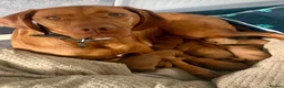 Hungarian Vizsla dogs for sale: Hungarian vizlas in Rossendale - Advert 2