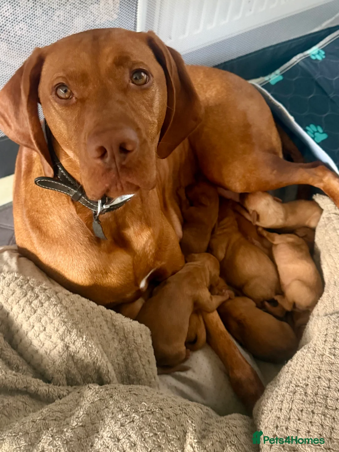 Hungarian Vizsla dogs for sale: Hungarian vizlas in Rossendale - Advert 2