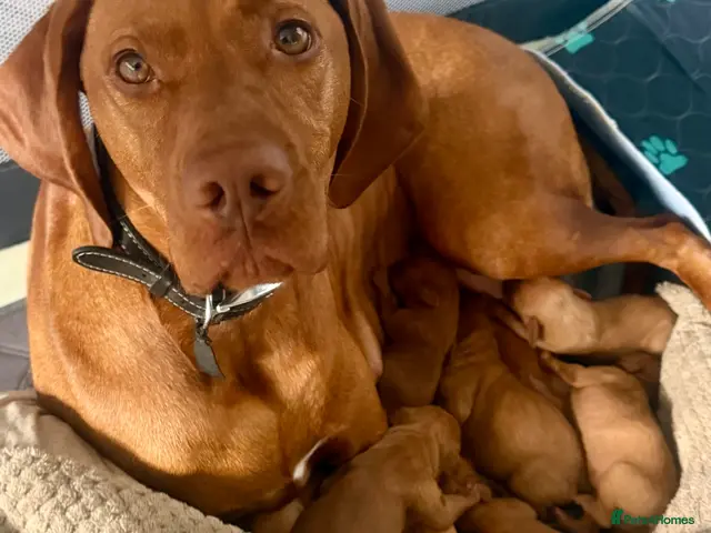 Hungarian Vizsla dogs for sale: Hungarian vizlas - Advert 2