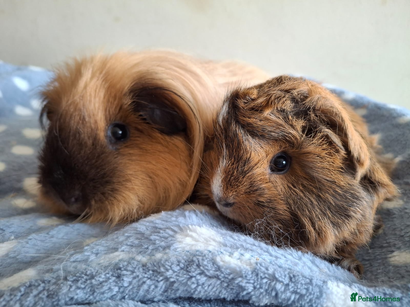 Guinea Pig rodents Various bonded pairs baby/young boy guineas pigs - Advert 8