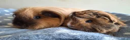 Guinea Pig rodents for sale: Various bonded pairs baby/young boy guineas pigs - Advert 1