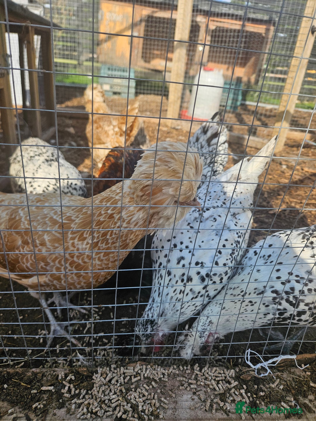 Chickens poultry for sale: Selection of Hens for sale  - Image 5