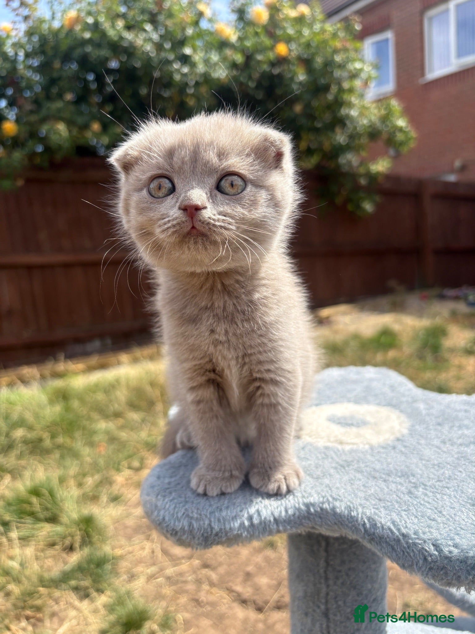 British Shorthair cats Blue & Lilac BSH Mix Kittens – Fold & Straight - Advert 6