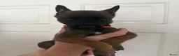 Belgian Shepherd Dog dogs for sale: Belgian malanois pups  - Advert 5