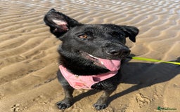 Mixed Breed dogs for sale: Urgent home needed for labrador cross puppy - Image 3