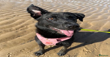 Mixed Breed dogs - Advert 6