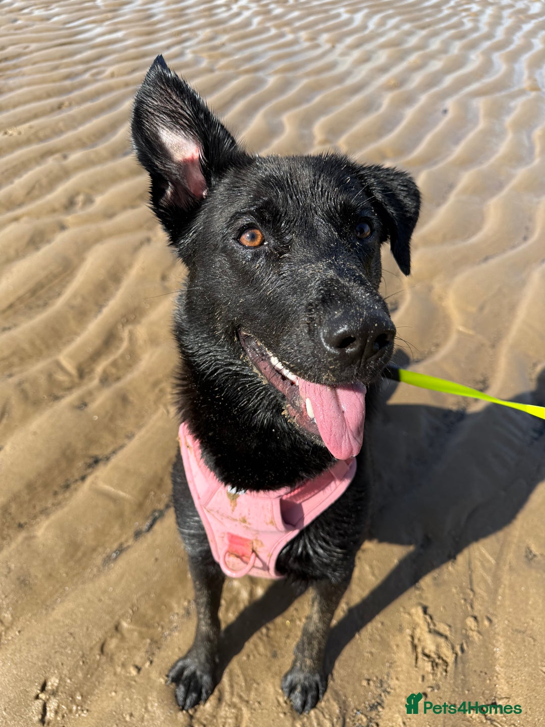 Mixed Breed dogs for sale: Urgent home needed for labrador cross puppy - Image 3