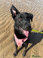 Mixed Breed dogs - Advert 10