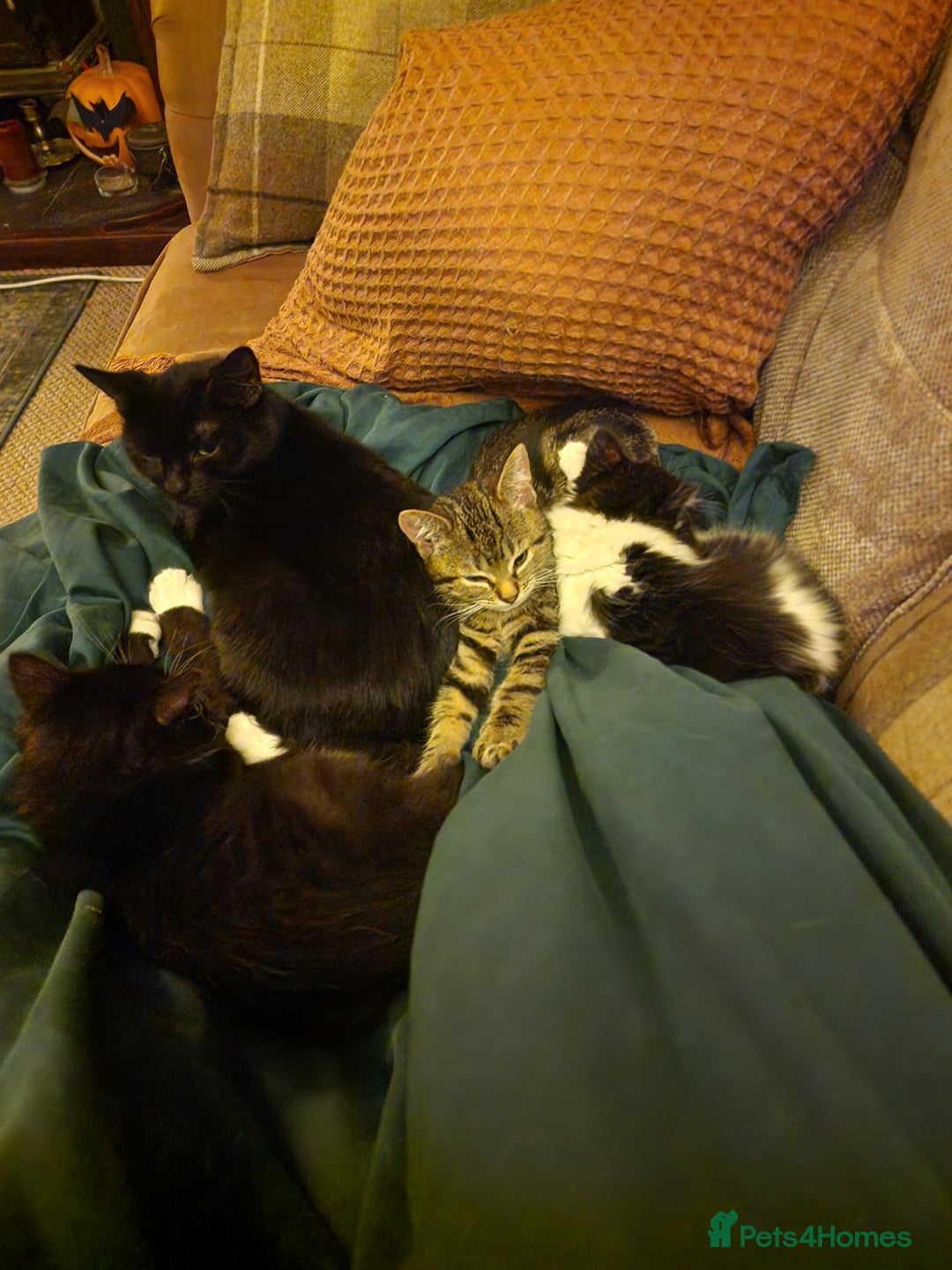 Ragdoll cats for sale: Tabby Ragdoll cross kitten - Advert 2