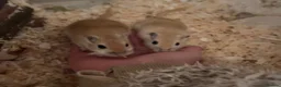 Gerbil rodents for sale: Two male Gerbils, Ronnie and Reggie in Tiverton - Advert 2