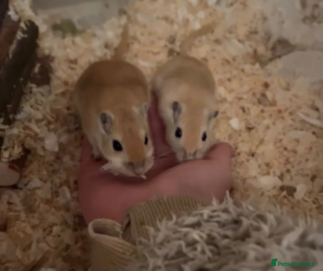 Gerbil rodents for sale: Two male Gerbils, Ronnie and Reggie in Tiverton - Advert 2