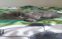 Persian cats for sale: Persian kittens - Image 3
