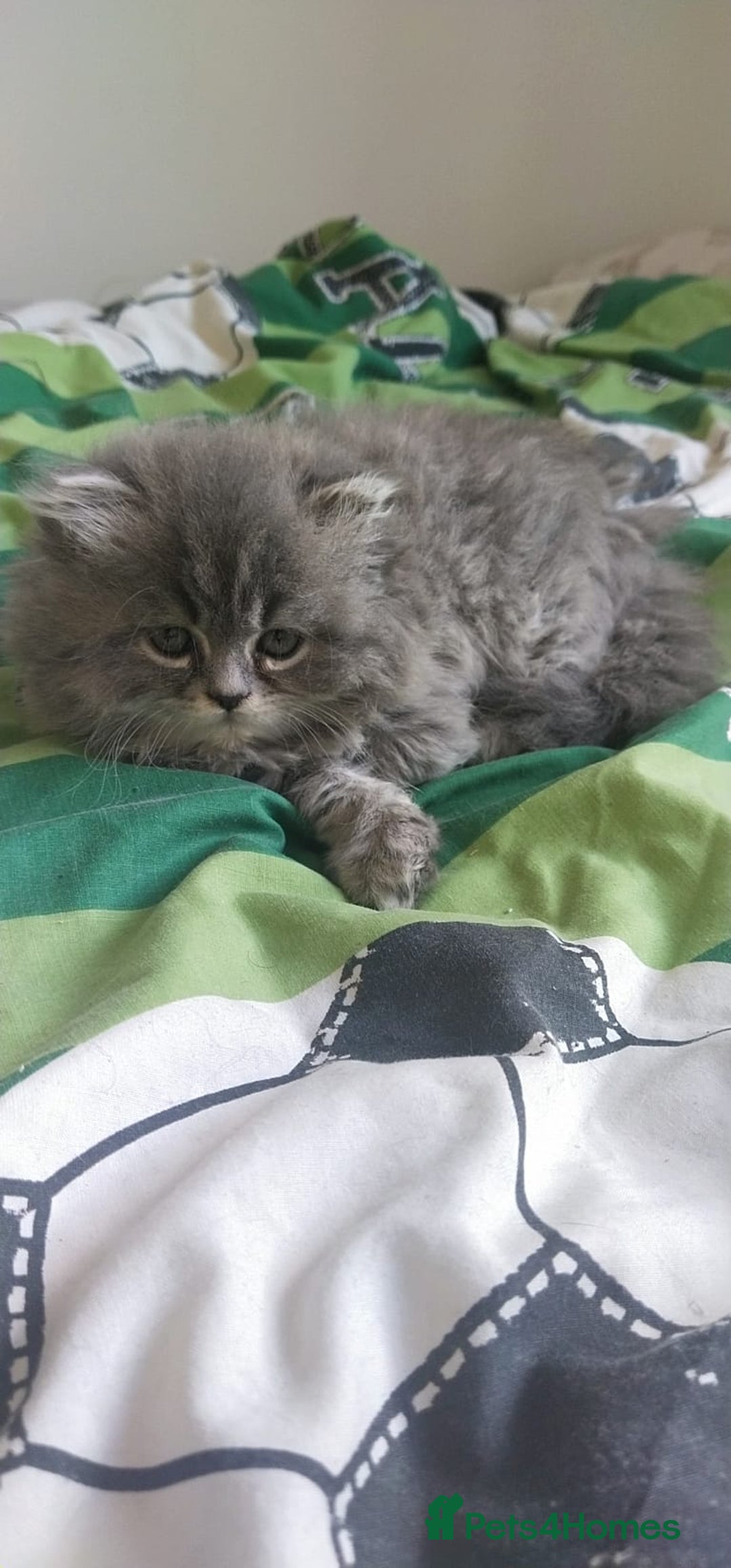 Persian cats for sale: Persian kittens - Image 3