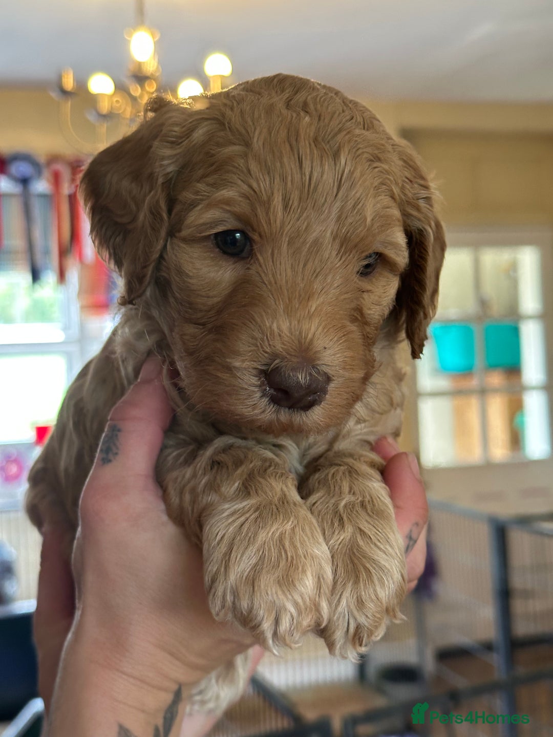 Labradoodle dogs for sale: Beautiful 50/50 British x Australian Labradoodles in Knighton - Image 25