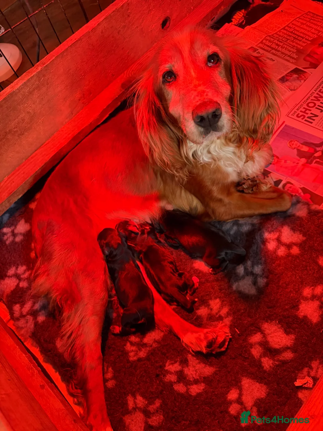 Cocker Spaniel dogs for sale: Cocker spaniel dog pup  in Kidderminster - Advert 1