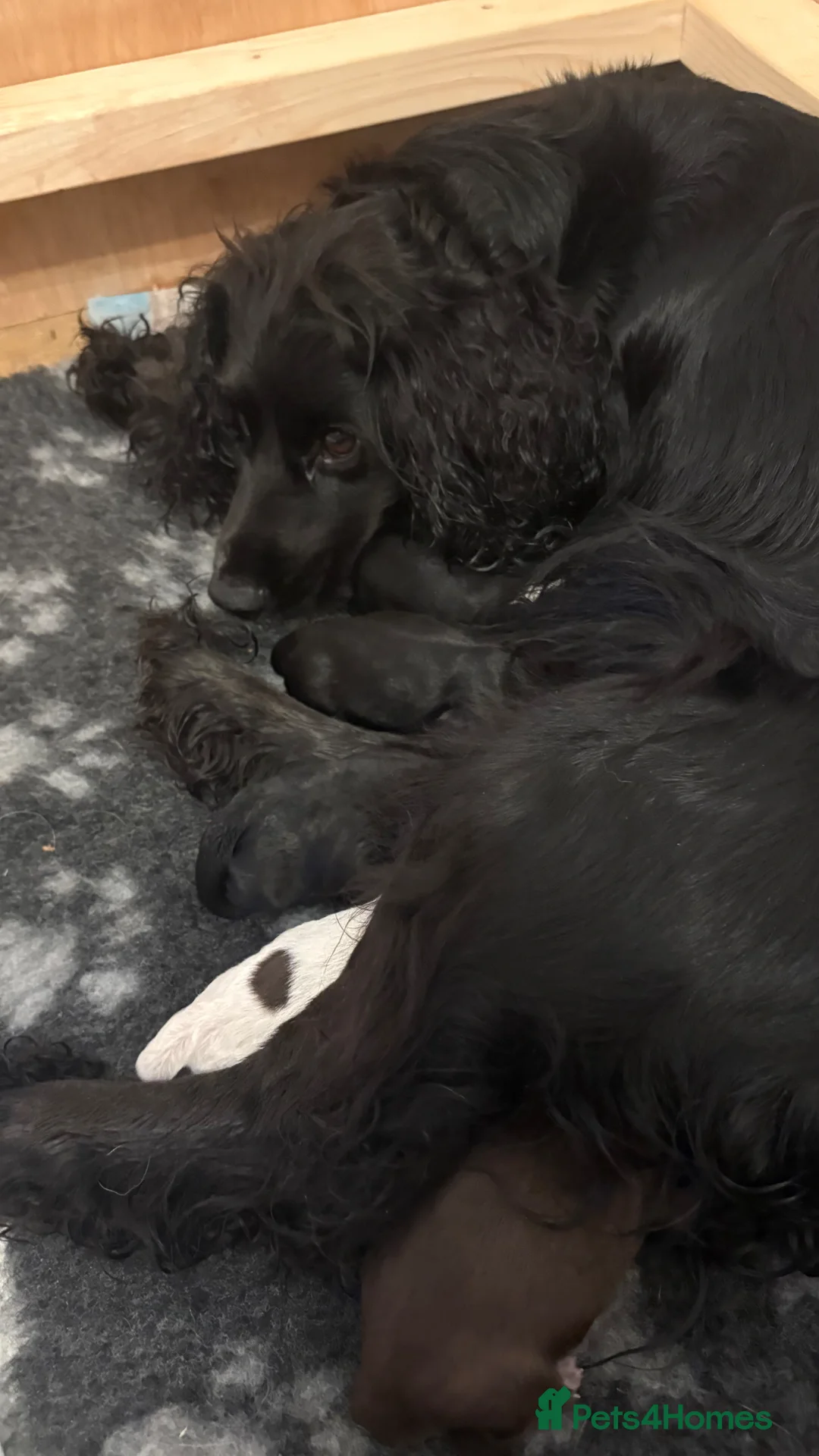 Sprocker dogs for sale: WORKING SPROCKER PUPPIES  - Advert 2