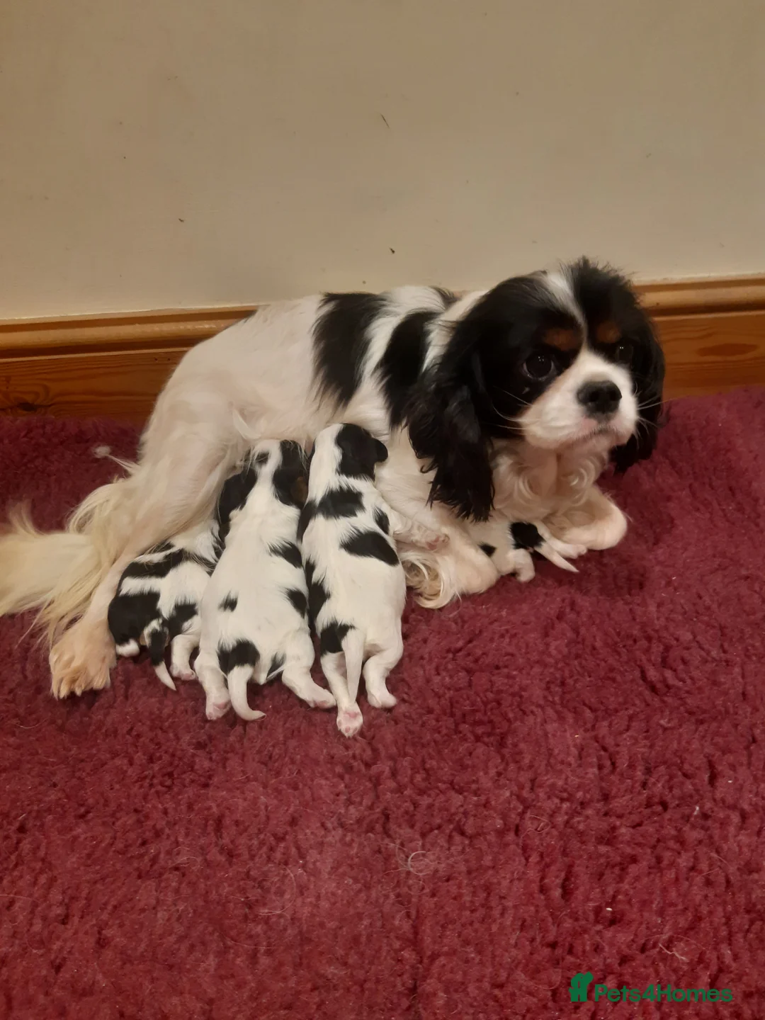 Cavalier King Charles Spaniel dogs for sale: Health tested KC cavaliers - Advert 4