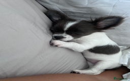 Chihuahua dogs for sale: Chihuahua  - Image 1