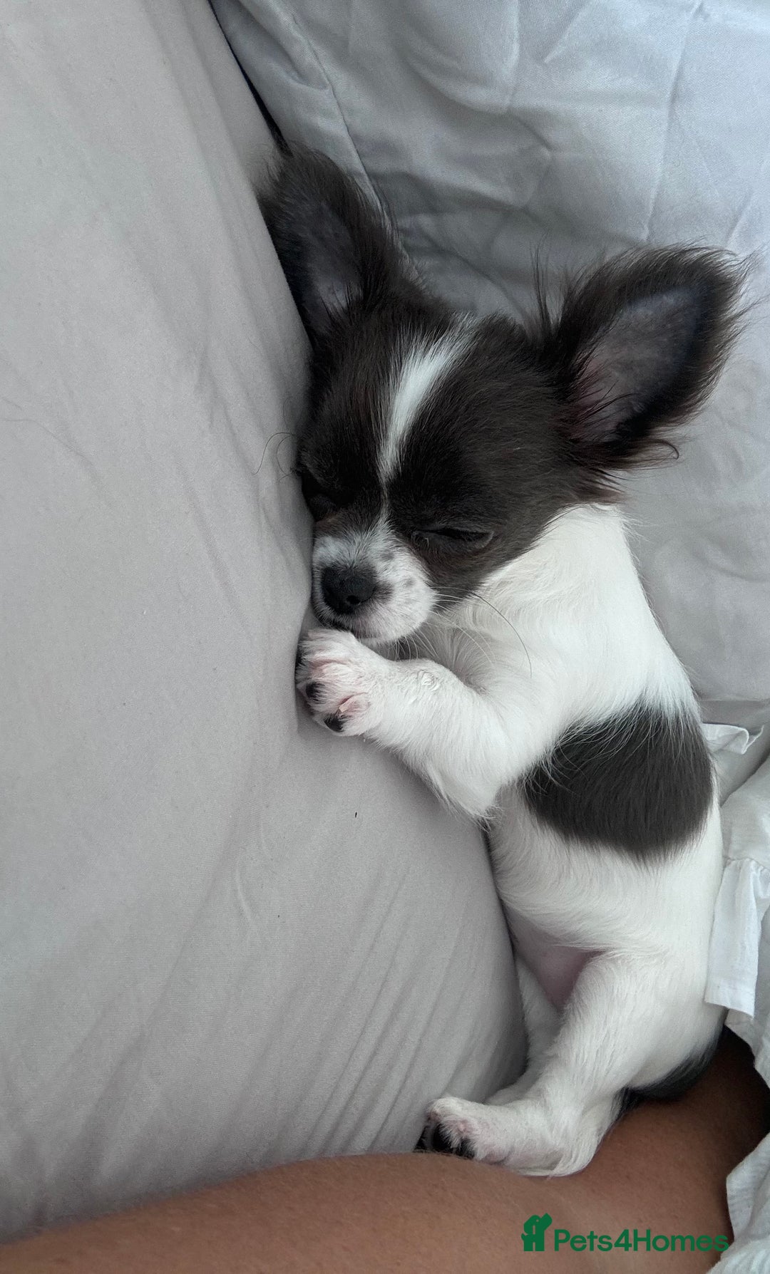 Chihuahua dogs for sale: Chihuahua  - Image 1