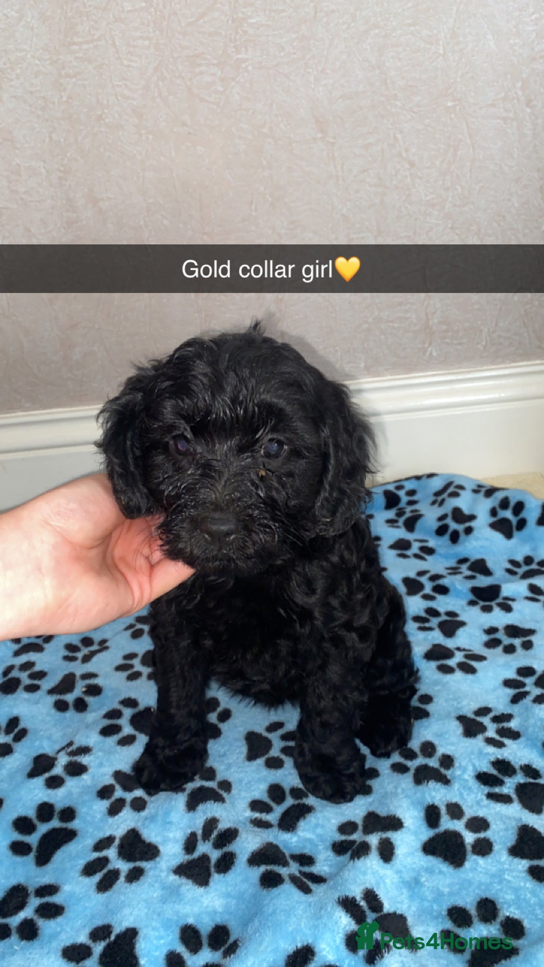 Cockapoo dogs for sale: ‼️6 gorgeous cockapoo pups ready to leave now‼️ - Image 7