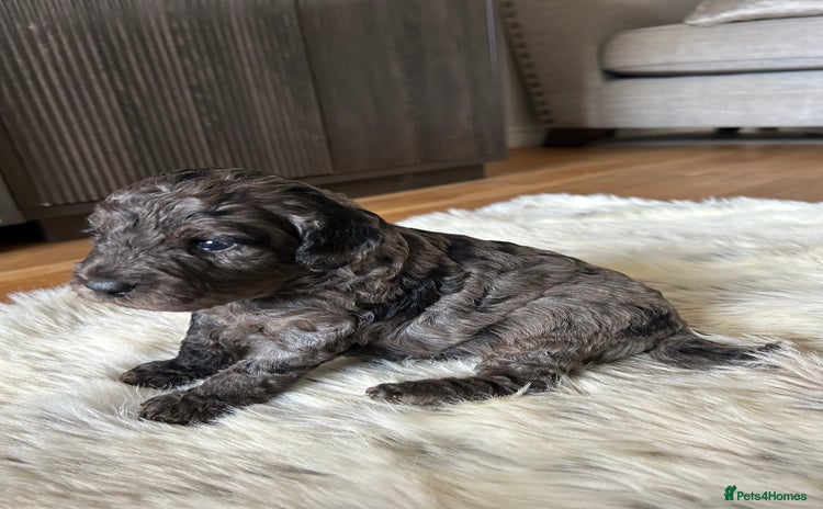 Cavapoo dogs - Advert 4