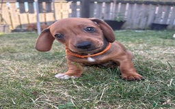Miniature Dachshund dogs for sale: Almost ready to leave!Amazing Miniature Dachshunds in Doncaster - Image 2
