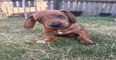Miniature Dachshund dogs in Doncaster - Advert 3