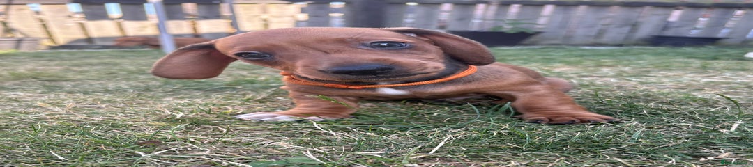 Orange collar Puppy 2