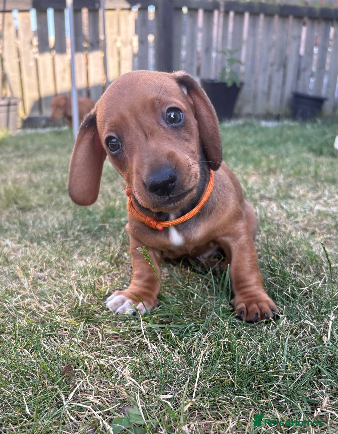 Miniature Dachshund dogs for sale: Almost ready to leave!Amazing Miniature Dachshunds in Doncaster - Image 2