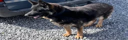 German Shepherd dogs for sale: Kc reg German German shepherd puppies - Advert 4