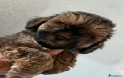 Shihpoo dogs for sale: Shihpoo puppies - Image 2