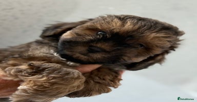 Shihpoo dogs - Advert 2
