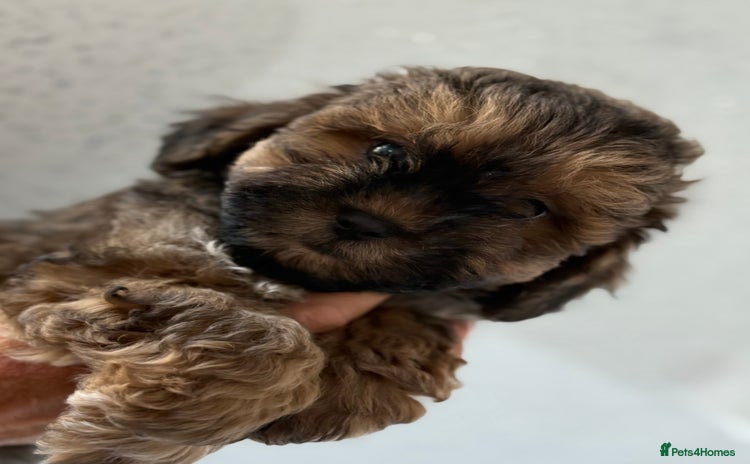 Shihpoo dogs - Advert 4