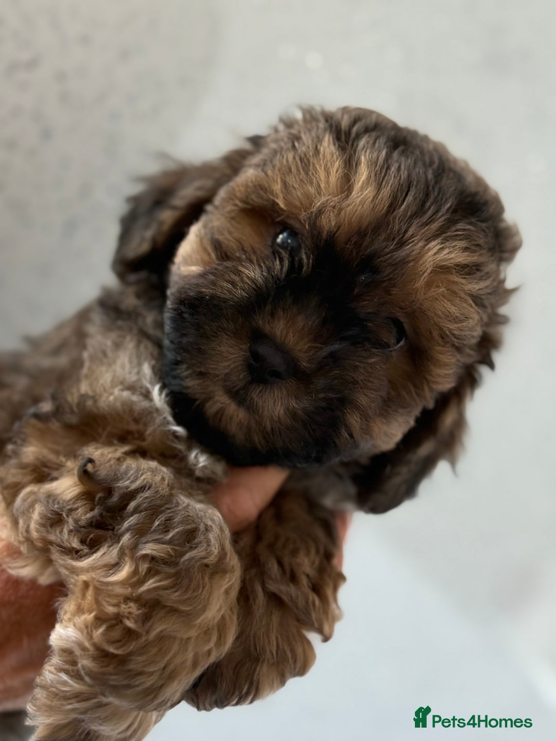 Shihpoo dogs for sale: Shihpoo puppies - Image 2
